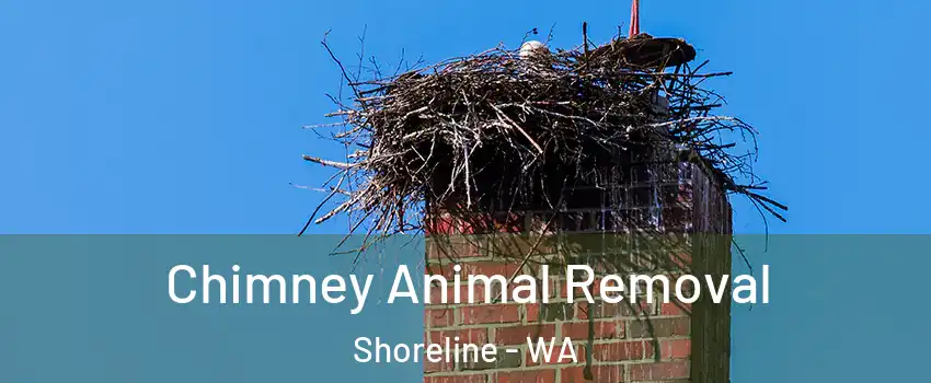  Chimney Animal Removal Shoreline - WA