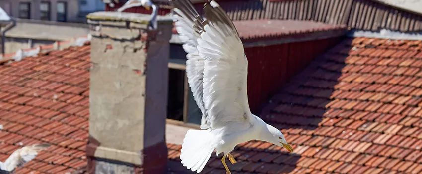 Residential Chimney Animal Removal Solution in Shoreline, WA