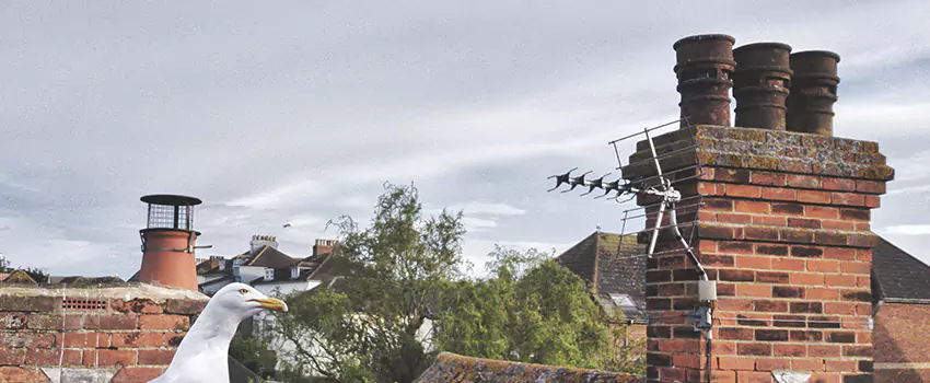 Chimney Cleaning And Restoration in Shoreline, Washington